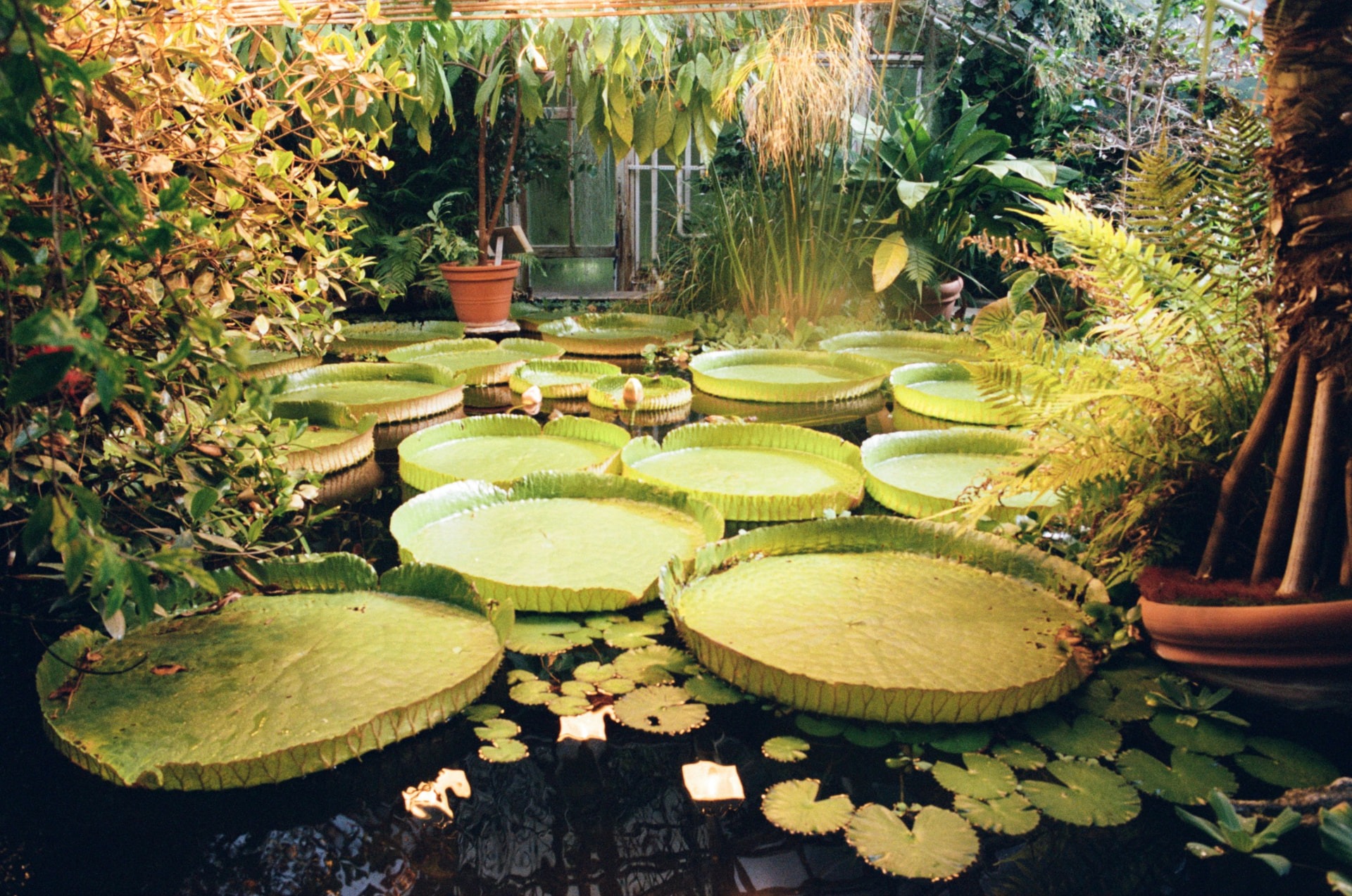 Giant water lilies at Oslo Botanical Garden
